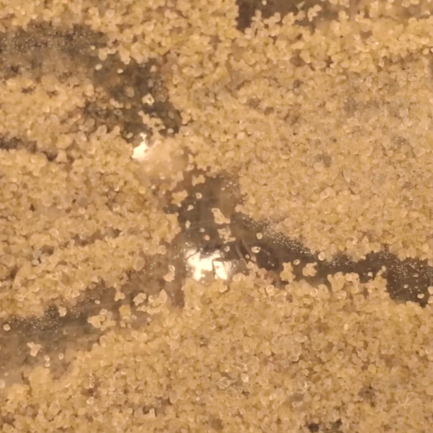 My Living Ant World